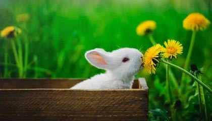 KAIYUNAPP-赛车工程师揭秘：调校技巧让速度更上一层楼，赛车工作